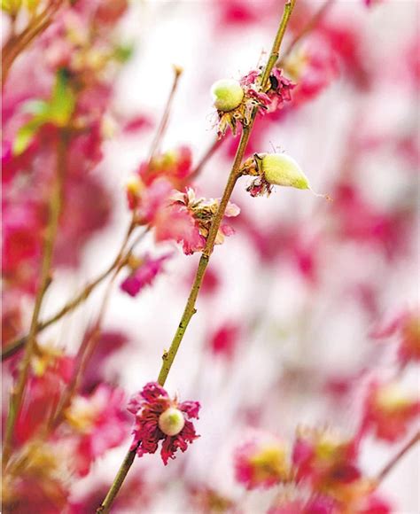 桃花結果|桃花 